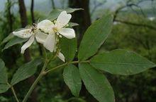 山木香一般指小果蔷薇