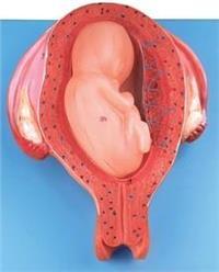 五个月胎儿模型