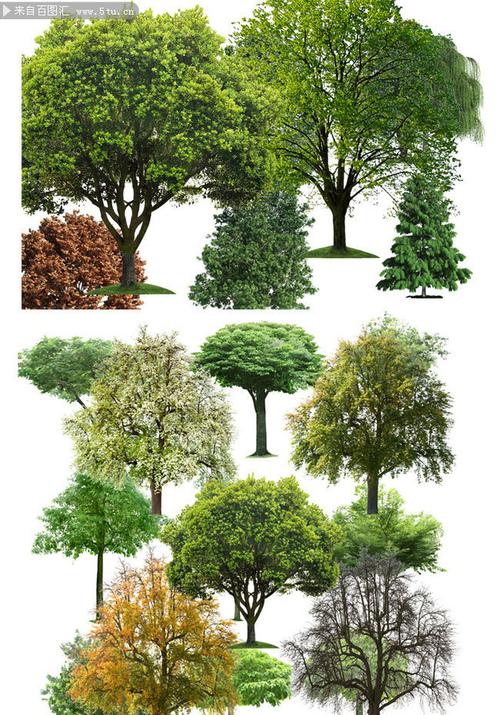 景观树后期图片素材