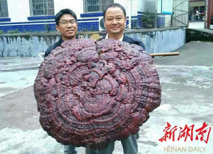 瑶族乡一药农在湘江源头的大瑶山深处意外采摘到一株巨型野生"灵芝王"
