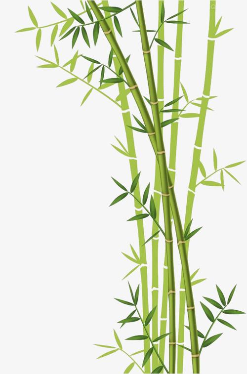 竹子免抠下载
