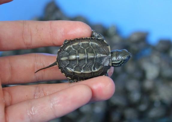 中华草龟2015年草龟苗量大从优2.5公分背长脱温苗