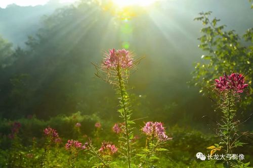 清晨,在花溪谷迎接第一缕阳光