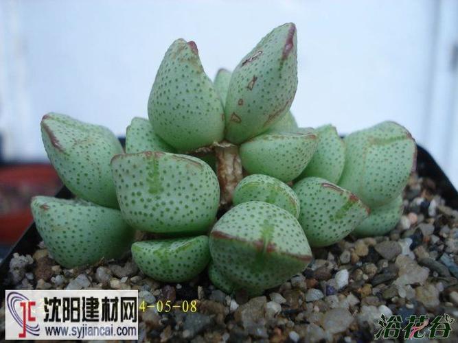 ernianum 科属:番杏科肉锥属 产地分布: 紫式部番杏科肉锥属 多肉植