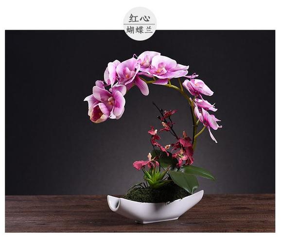最简单蝴蝶兰家庭养法怎样养殖蝴蝶兰方法