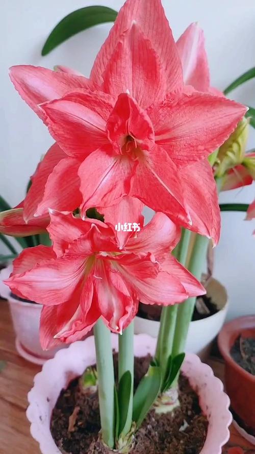看我这颗芭蕾舞女好看不,这不八十六巫女老笑着拉,当时买的时候我就