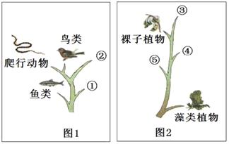 22.图1和图2分别为生物进化树的一部分,根据所学知识,回答问题