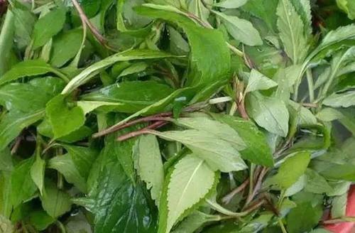 医生提醒:日常生活中常见的这五类野菜,尽量少吃,别再