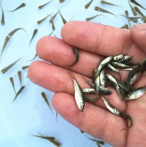 特价鲮鱼活体_草鱼苗皖鱼苗青鱼苗活体鲫鱼苗鲤鱼苗麦穗鱼苗鲮鱼苗