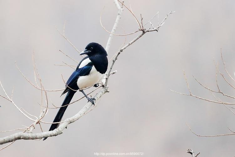 【喜鹊摄影图片】生活摄影_太平洋电脑网摄影部落