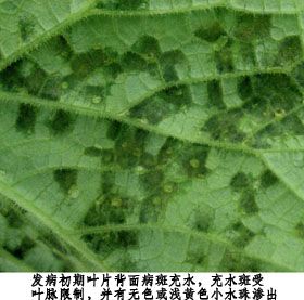 [转载]黄瓜霜霉病