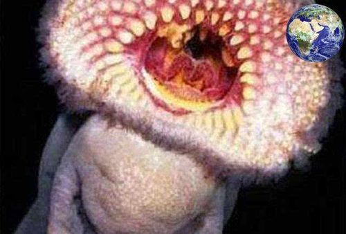 这些水蛭跟普通的水蛭差别主要在个头方面,一般的水蛭在没有吸血的