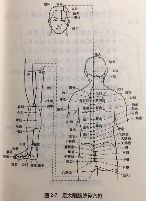 足太阳膀胱经穴位分寸歌