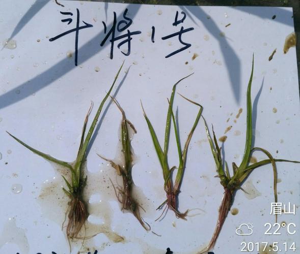 斗将1号---- 水游草,大龄稗草,三棱草的克星!