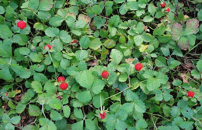 农村这种"野草莓",小时候摘了不敢吃,现在才知全草都是宝