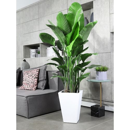 网红天堂鸟盆栽室内大型植物鹤望兰客厅办公室大盆栽绿植天堂鸟大