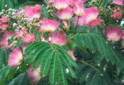 怀念铁中体育场的合欢树,合欢