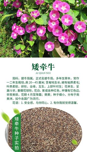 矮牵牛种子 四季易种活混色多年生庭院花种籽子 阳台花籽盆栽花卉