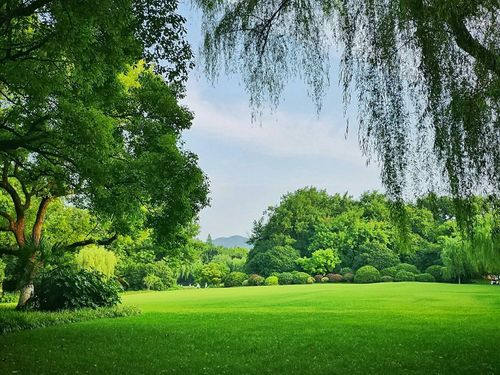 柳树成荫像一朵朵美丽的绿云