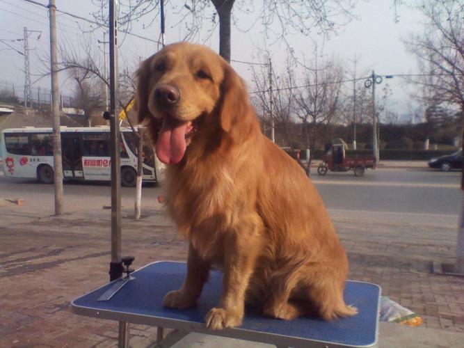 金毛拉布拉多犬图片