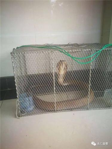 民警趁其不备,迅速用捕蛇夹子钳住蛇的七寸,将蛇从墙缝里使劲