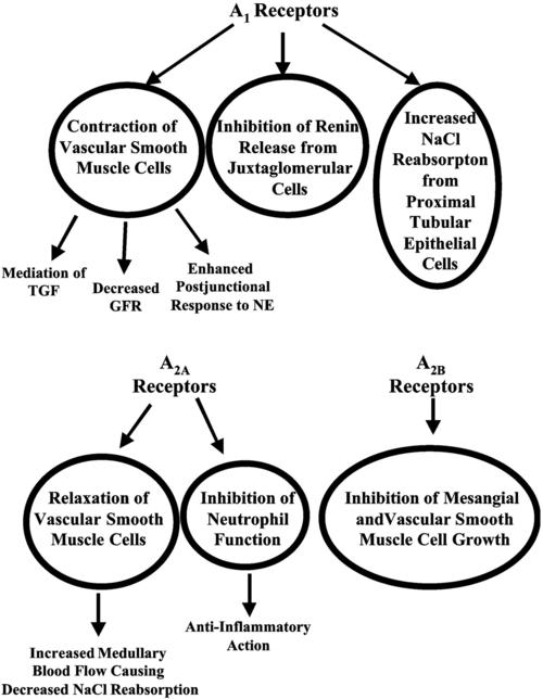 role of the extracellular camp-adenosine pathway