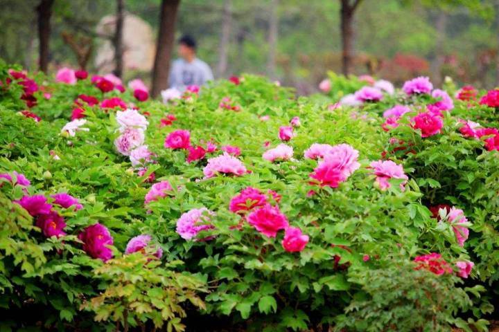 北京妫州牡丹园