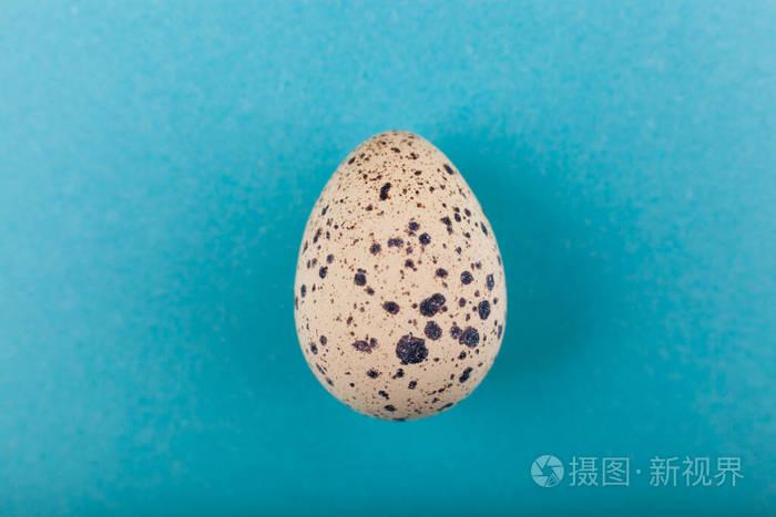 一个鹌鹑蛋被隔离在蓝色背景上