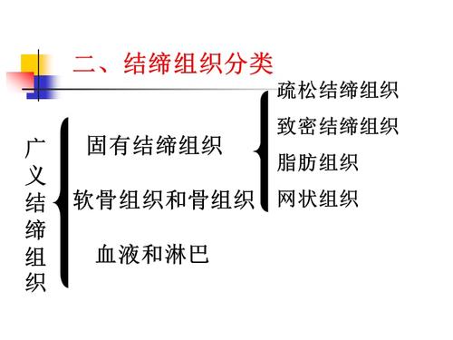 结缔组织课件.ppt