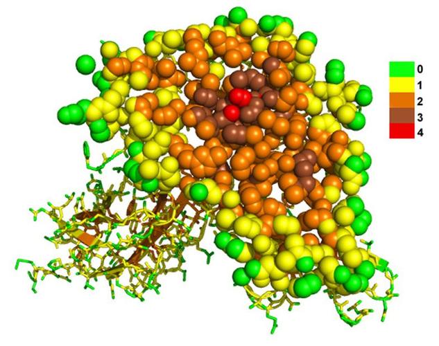 growth hormone receptor complex [pdb:1a22] showing the burial