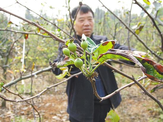 初冬时节 梨树结果