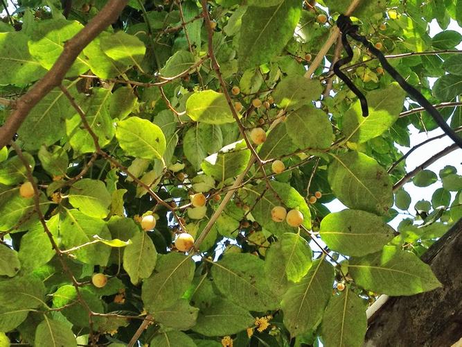 请问这种结着黄色小果实的是什么树?多谢.