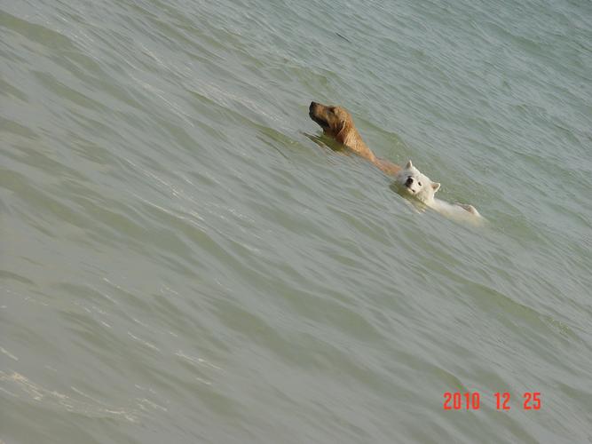 标题:海南旅---可爱的落水狗