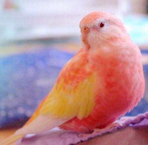 网易首页>网易号>正文申请入驻> 所以,秋草鹦鹉虽然很可爱,性格方面