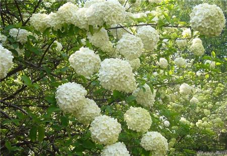 琼花什么时候开花