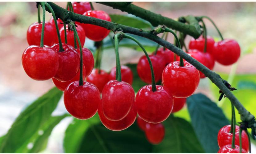 红妃樱桃