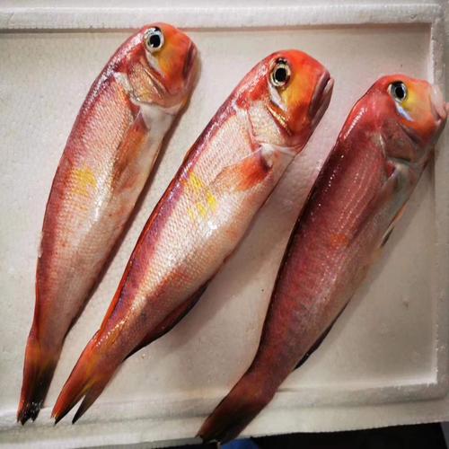 东海舟山野生马头鱼甘新鲜深海马方头大红斧头鲳鱼