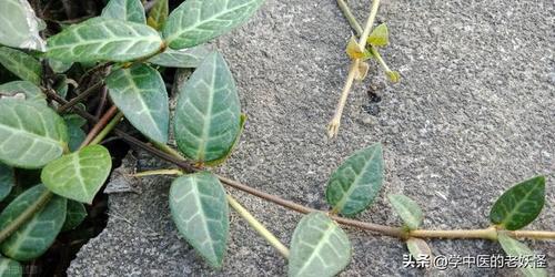 每日一中药——络石藤