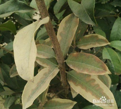 桂花树干叶是怎么回事?怎么治疗?