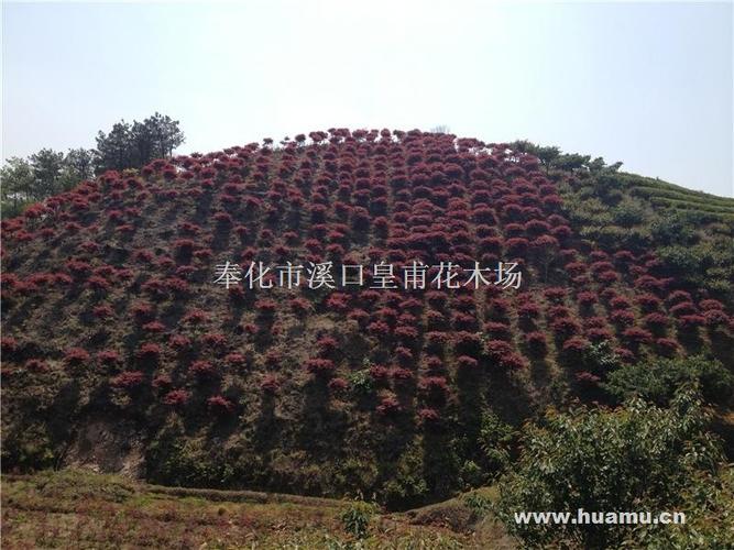 奉化市溪口皇甫花木场供应信息