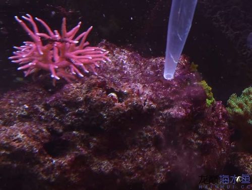 海缸的控藻:蓝藻(红泥,绿泥)