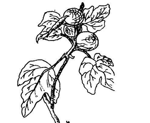 无花果的药用价值及相关药方