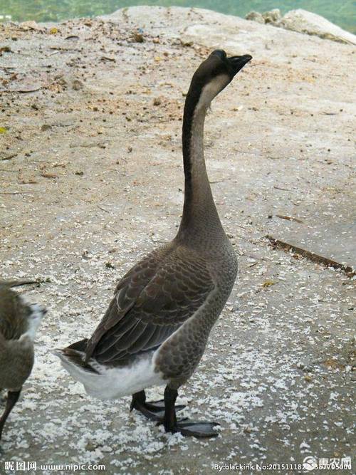 杂交鹅苗 杂交灰鹅