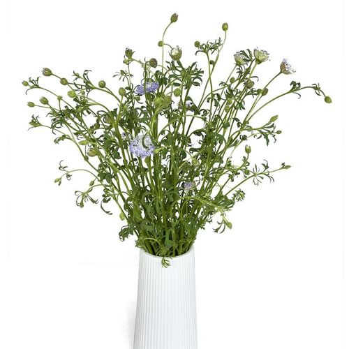 翠珠花鲜花花材插花蓝蕾丝水养真花办公室鲜切花云南