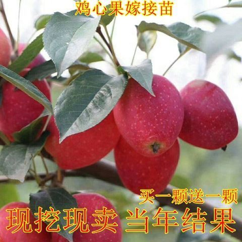 新品种小苹果树苗锦绣海棠苗鸡心果树苗嫁接苗南北方种植当年结果
