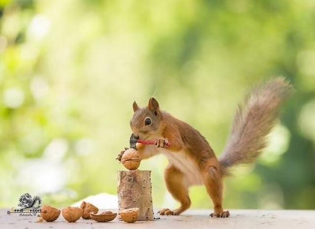 可爱,呆萌的小松鼠