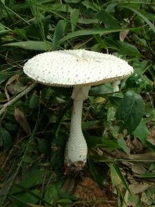 > 查看版本  锥鳞白鹅膏 - 概况  锥鳞白鹅膏菌,广东常见毒蘑菇之一