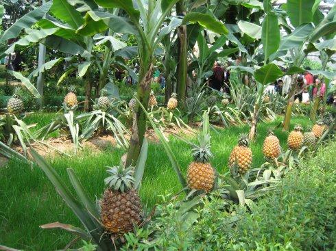 原来一直以为菠萝是倒挂在树上长的!