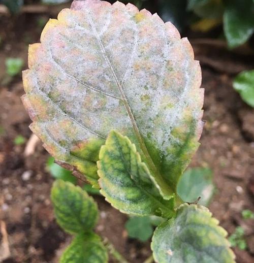 拜托大神帮忙看看绣球花的叶子上长霉斑是怎么回事?该