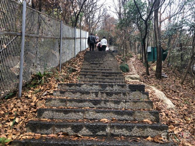 紫金山华泰登山道脚印-22
